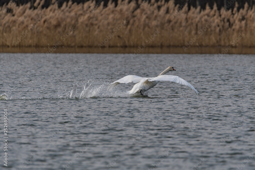Fototapeta premium mute swan landing on a lake
