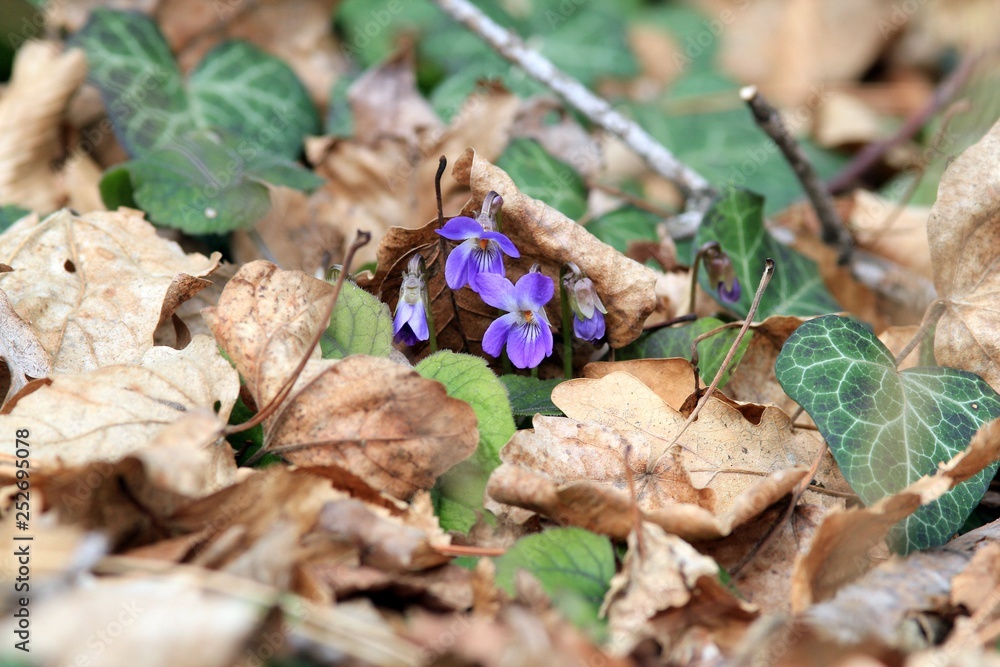 Violets blooming in the spring forest Violets blooming in the spring forest