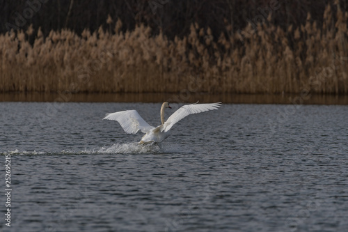 mute swan landing on a lake