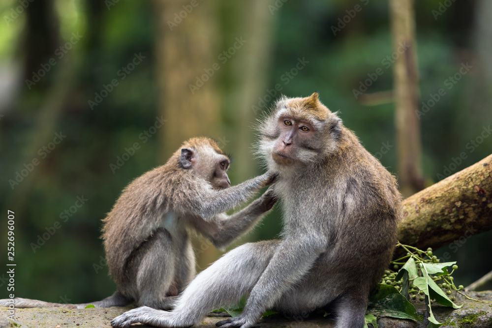 Little monkey cleans big monkey's fur in Ubud forest.