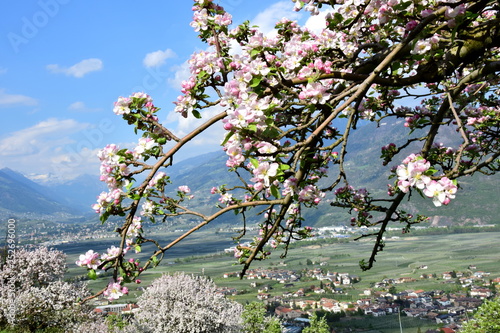 Blühende Apfelbäume in Südtirol, im Hintergrund das Etschtal, Lana und Meran 