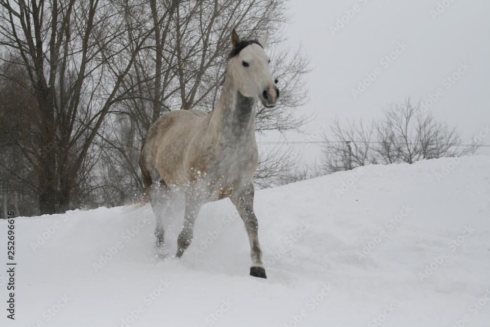 arab horse on a snow slope (hill) in winter. In the background are trees (forest)