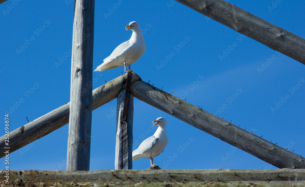 Gulls with an open beak synchronously turned their heads on Svalbard Gulls with an open beak synchronously turned their heads on Svalbard