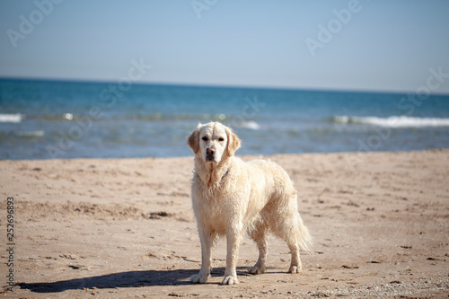 Fototapeta Naklejka Na Ścianę i Meble -  Golden retriever en la playa