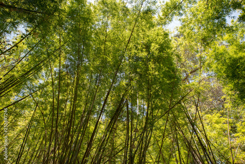 Green bamboo forest view with sun shining
