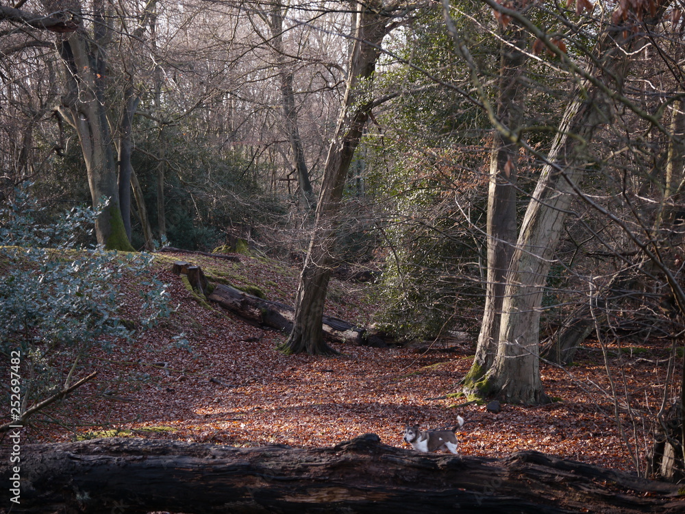 Wintertime in Epping Forest in Essex England Wintertime in Epping Forest in Essex England