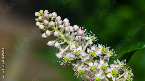 Indian poke or Phytolacca acinosa blossom close-up at flowerbed, selective focus, shallow DOF photo
