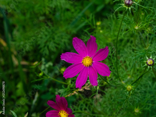 Mexican Aster or Garden cosmos  Cosmos bipinnatus  purple flower close-up  selective focus  shallow DOF