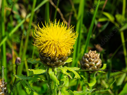 Bighead knapweed, lemon fluff or Centaurea macrocephala blossom close-up, selective focus, shallow DOF photo