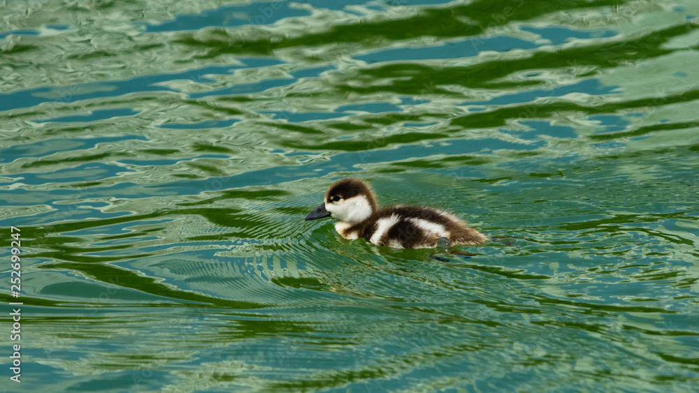 Ruddy shelduck or Tadorna ferruginea small chick close-up portrait swimming in pond, selective focus, shallow DOF Ruddy shelduck or Tadorna ferruginea small chick close-up portrait swimming in pond, selective focus, shallow DOF