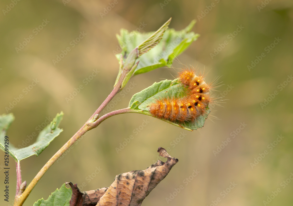 Scarce dagger, Acronicta auricoma larva on leaf Scarce dagger, Acronicta auricoma larva on leaf