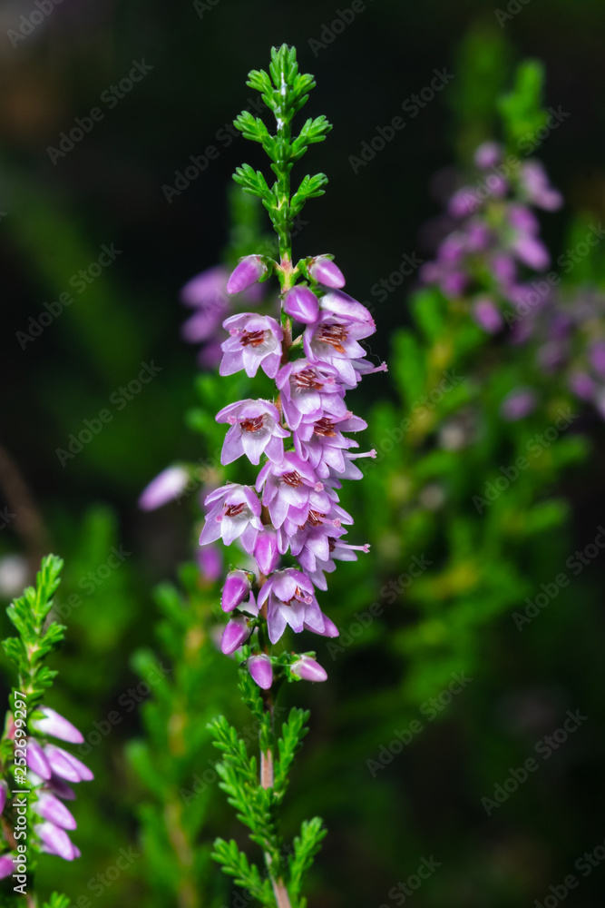 Wild Purple Common Heather or Calluna vulgaris blossom close-up, selective focus, shallow DOF Wild Purple Common Heather or Calluna vulgaris blossom close-up, selective focus, shallow DOF