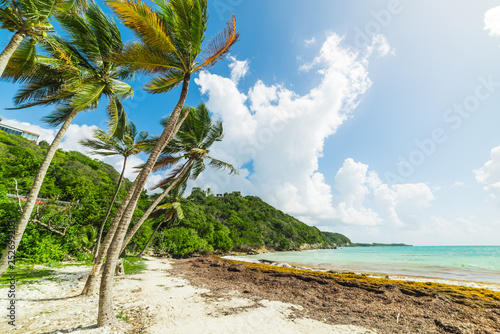 Coconut palm trees in Les Salines beach in Guadeloupe island