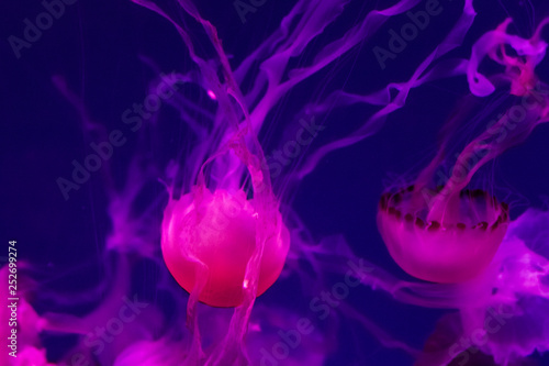 Beautiful jellyfish close up. Chrysaora chinensis. Malaysian sea nettle jellyfish.