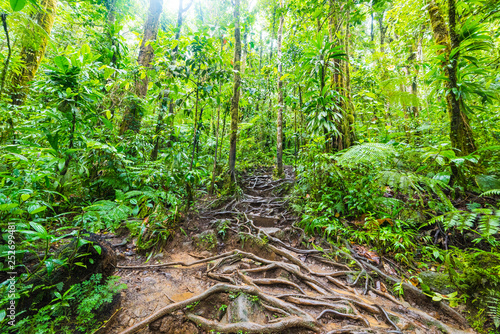 Roots and tropical vegetation in Basse Terre jungle