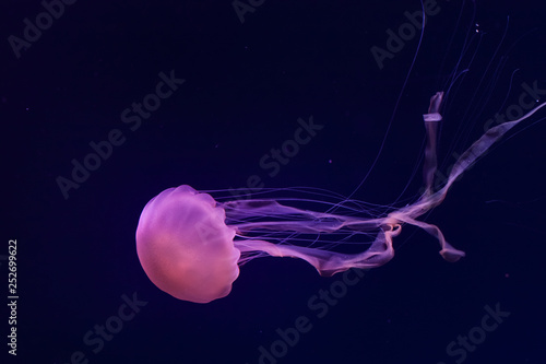 Beautiful jellyfish close up. Chrysaora chinensis. Malaysian sea nettle jellyfish.