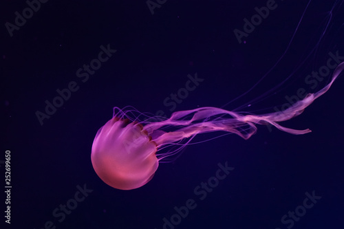 Tableau sur toile Beautiful jellyfish close up