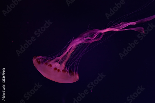 Beautiful jellyfish close up. Chrysaora chinensis. Malaysian sea nettle jellyfish.