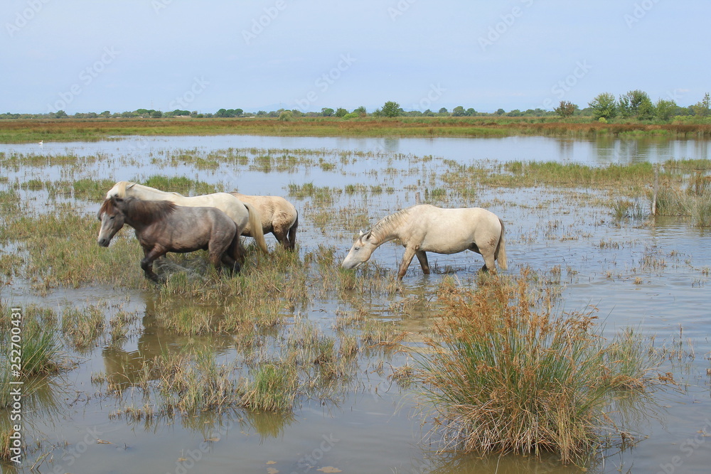 White horses in the botanical and zoological nature reserve of Camargue, France White horses in the botanical and zoological nature reserve of Camargue, France