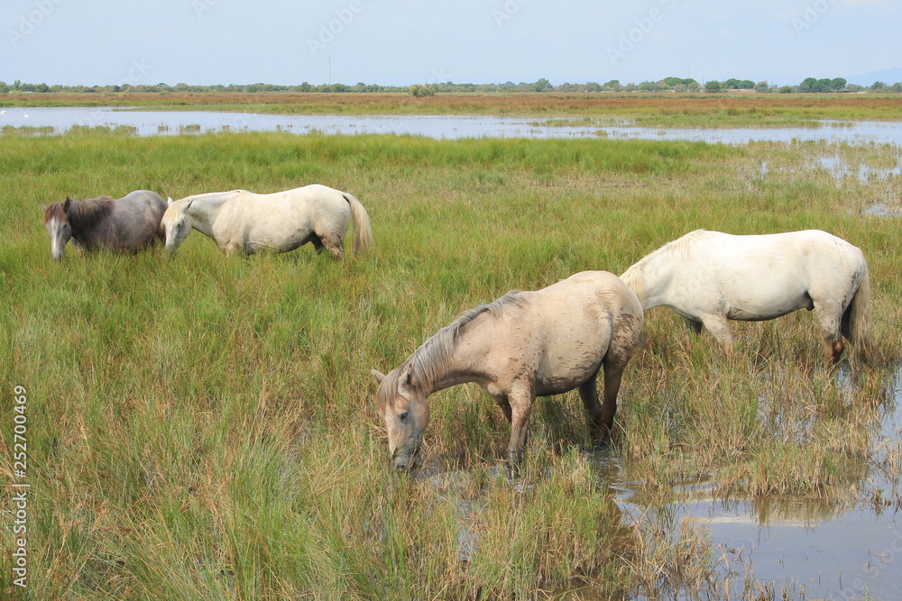White horses in the botanical and zoological nature reserve of Camargue, France White horses in the botanical and zoological nature reserve of Camargue, France