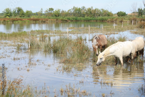 White horses in the botanical and zoological nature reserve of Camargue  France