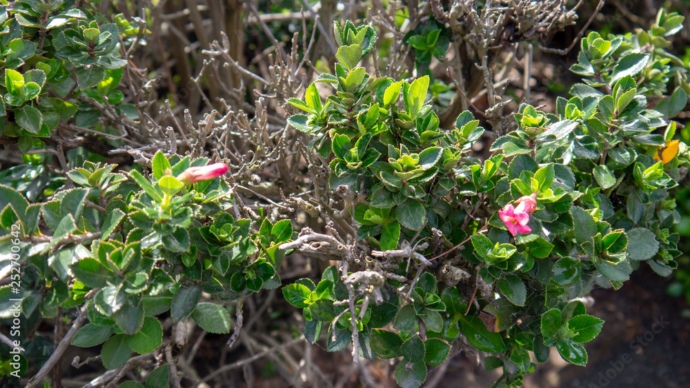 Obraz premium Flowers