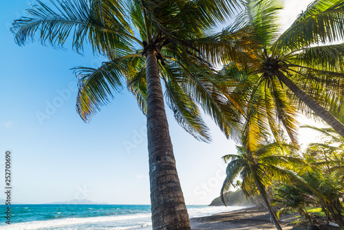 Palm trees in Grande Anse beach in Guadeloupe © Gabriele Maltinti