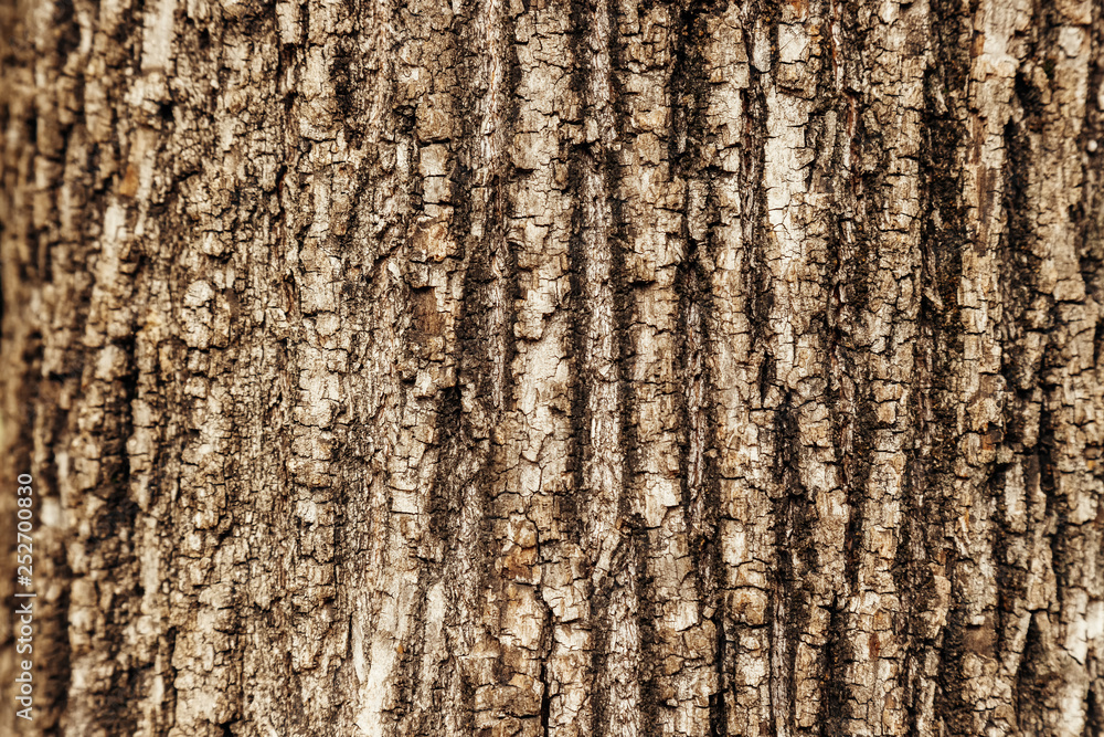 Obraz premium Close-up macro texture of a tree trunk