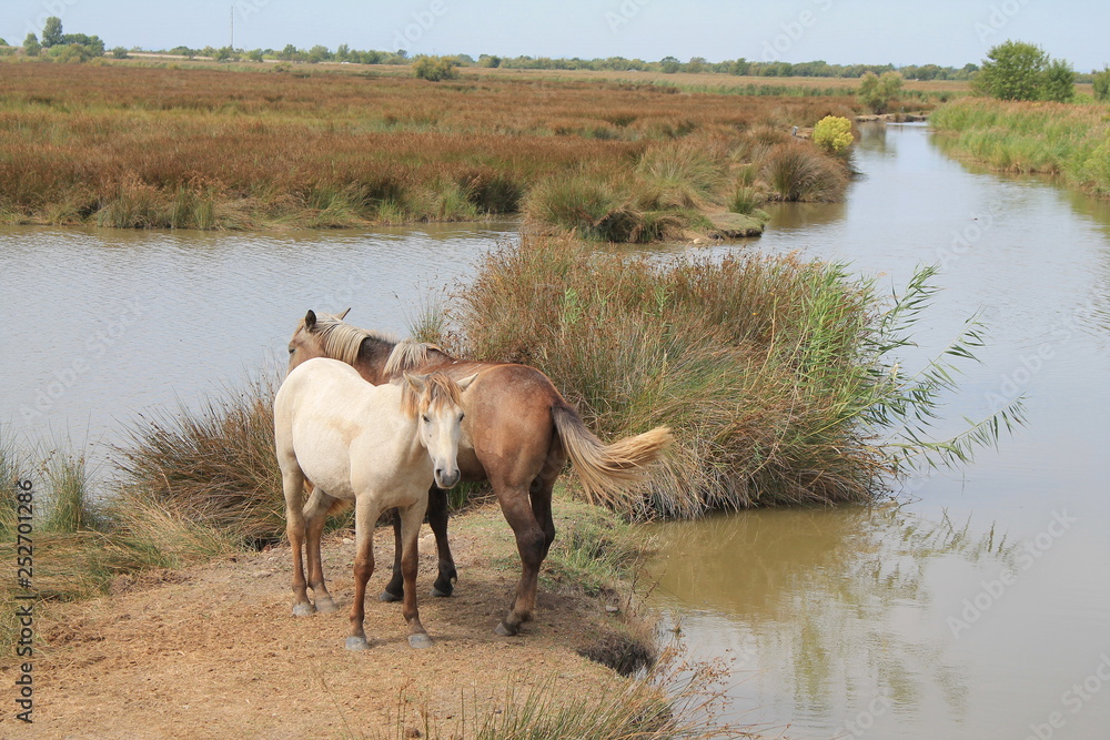 Fototapeta premium White horses in the botanical and zoological nature reserve of Camargue, France
