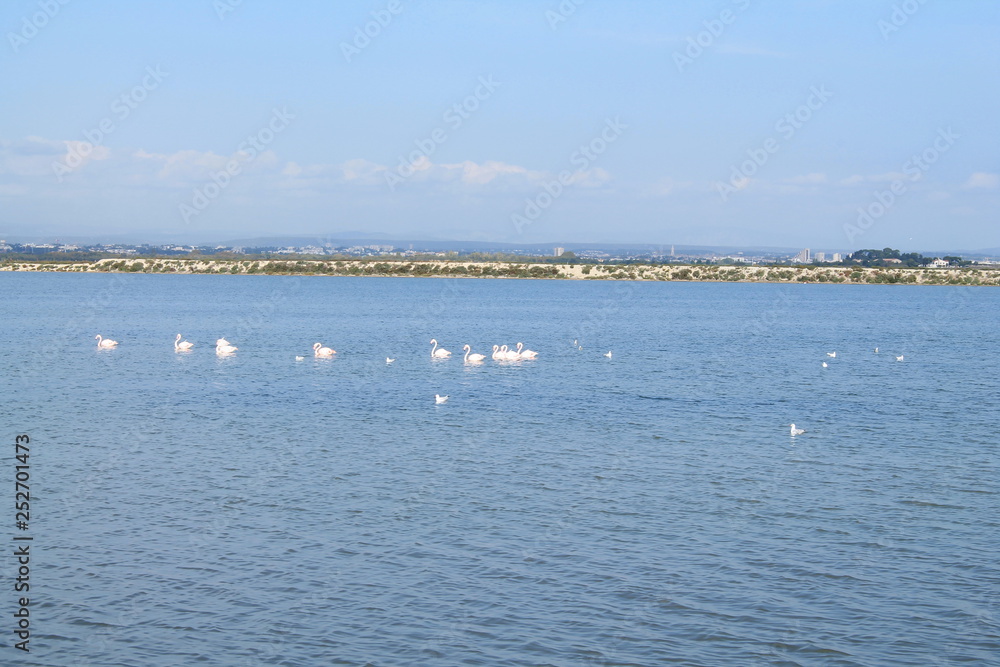 Beautiful Pink flamingos in Camargue pond, botanical and zoological nature reserve in France