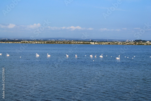 Beautiful Pink flamingos in Camargue pond, botanical and zoological nature reserve in France © Picturereflex