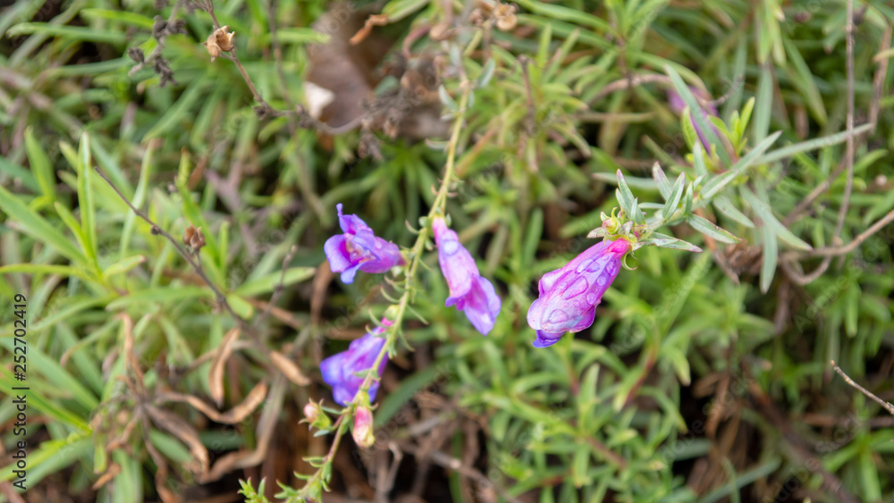 Flowers Flowers