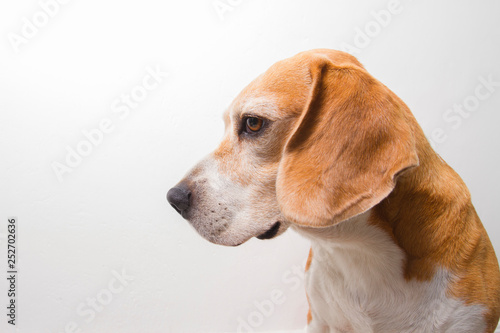 old beagle breed dog