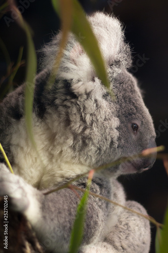 Photography koala in tree