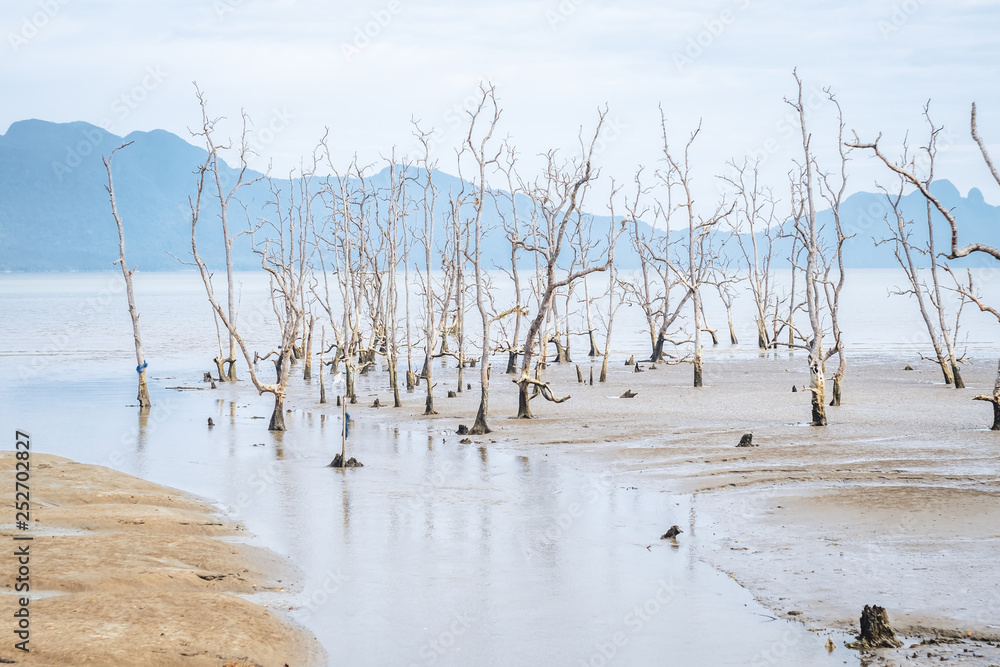 SARAWAK / BORNEO / MALAYSIA / JUNE 2014: Dried trees in the Bako national park SARAWAK / BORNEO / MALAYSIA / JUNE 2014: Dried trees in the Bako national park