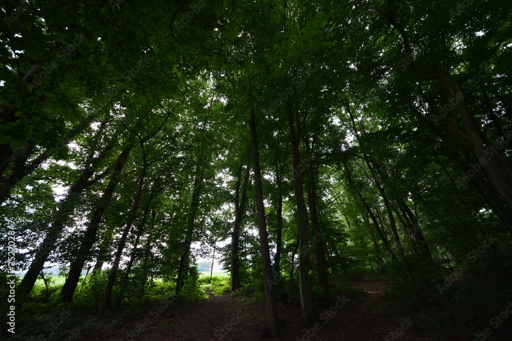 Naklejka premium Natur