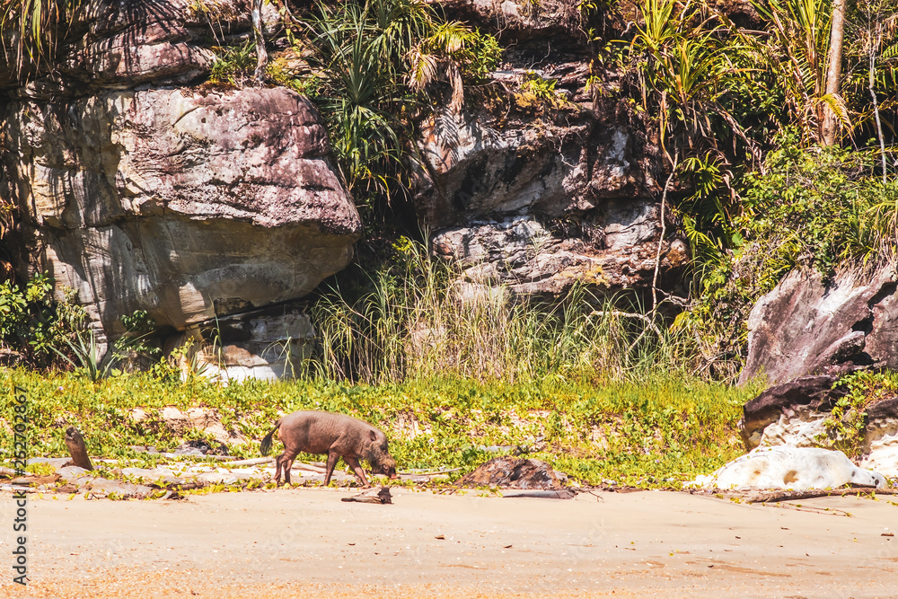 SARAWAK / MALAYSIA / JUNE 2014: Wild pig in the Bako national park SARAWAK / MALAYSIA / JUNE 2014: Wild pig in the Bako national park