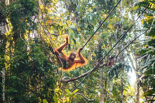 BORNEO / SARAWAK / MALAYSIA / JUNE 2014: Orangutans in the Semenggoh Nature Reserve