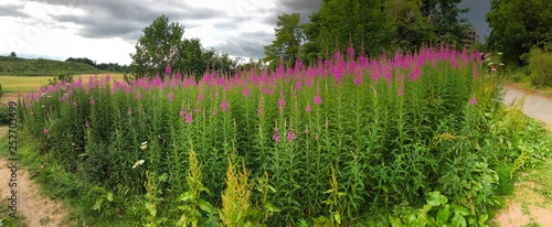 flowers in the garden