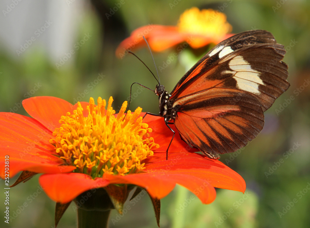 Butterfly feeding on a Mexican sunflower Butterfly feeding on a Mexican sunflower