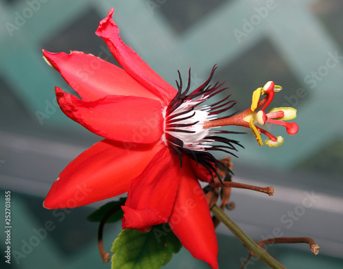 Passiflora flower macro image photo