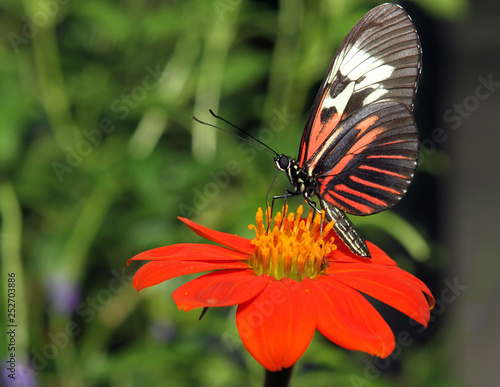 Butterfly feeding on a Mexican sunflower