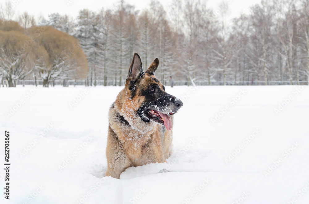 The German shepherd. Young energetic dog walks. Walking outdoors in the winter. How to protect your pet from hypothermia. The German shepherd. Young energetic dog walks. Walking outdoors in the winter. How to protect your pet from hypothermia.