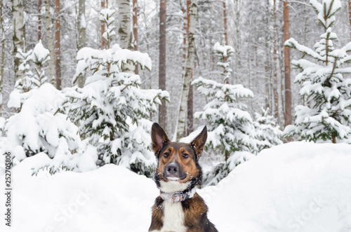 Young energetic half-breed dog walks. Walking outdoors in the winter.  How to protect your pet from hypothermia. 