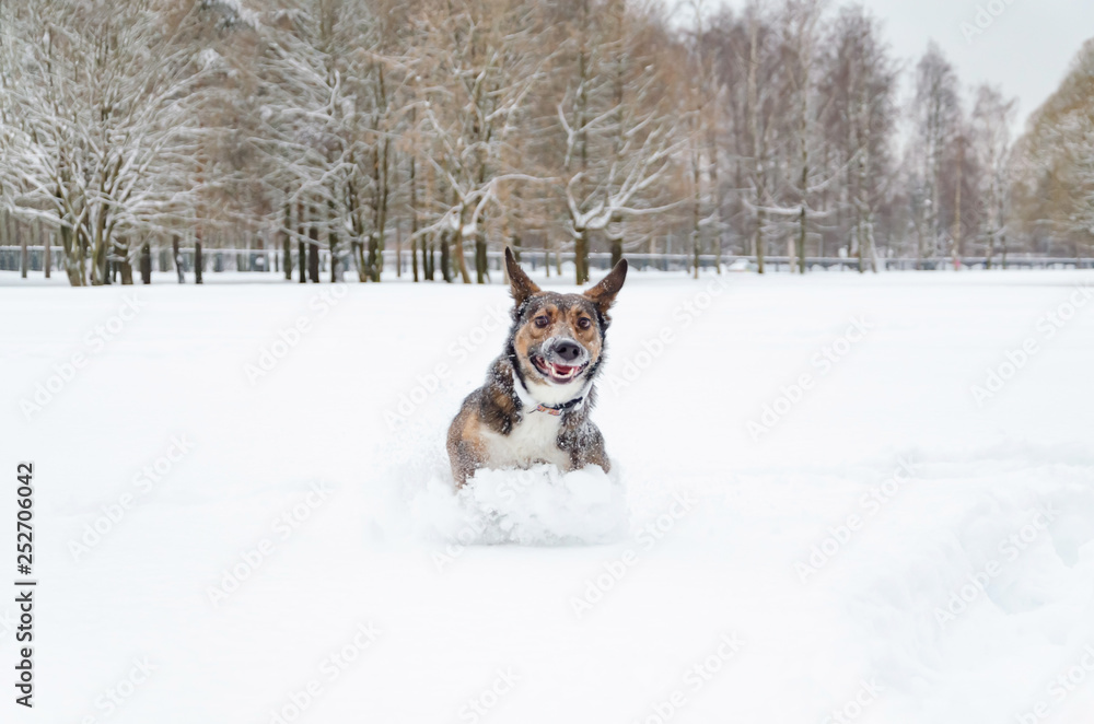 Young energetic half-breed dog walks. Walking outdoors in the winter. How to protect your pet from hypothermia. Young energetic half-breed dog walks. Walking outdoors in the winter. How to protect your pet from hypothermia.