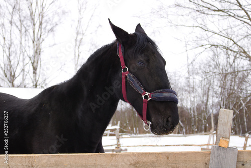 Black horse on a street near a wooden fence in winter