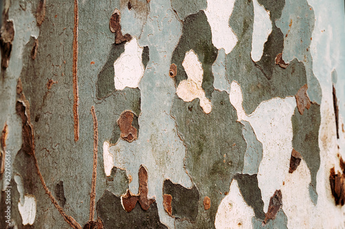 Texture of the bark of a london plane tree