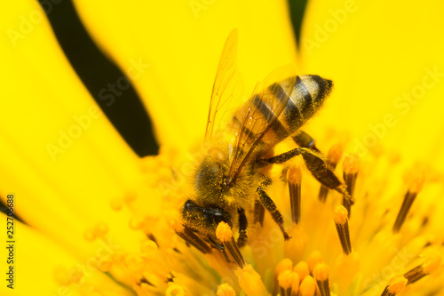 bee collecting honey on a yellow flower, close up