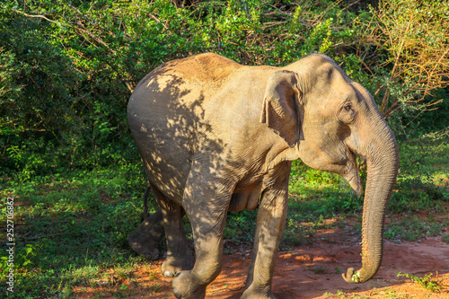 Asian Elephant walking in Yala National Park