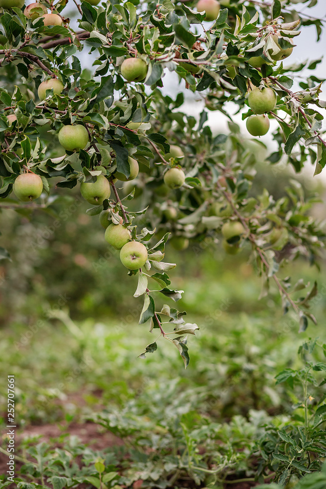 Young apples on a tree in the garden. Growing organic fruits on the farm.